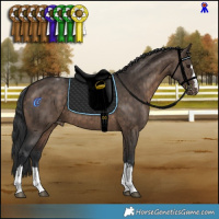 Horse Color:Brown Dun Appaloosa Brindle 