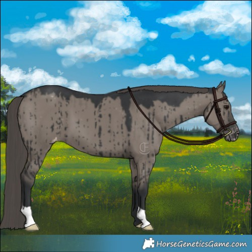 Horse Color:Grullo Varnish Brindle 