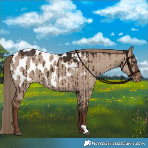Horse Color:Liver Red Dun Appaloosa Brindle 