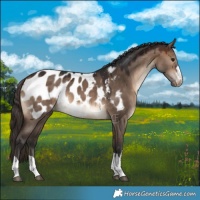 Horse Color:Brown Dun Appaloosa 