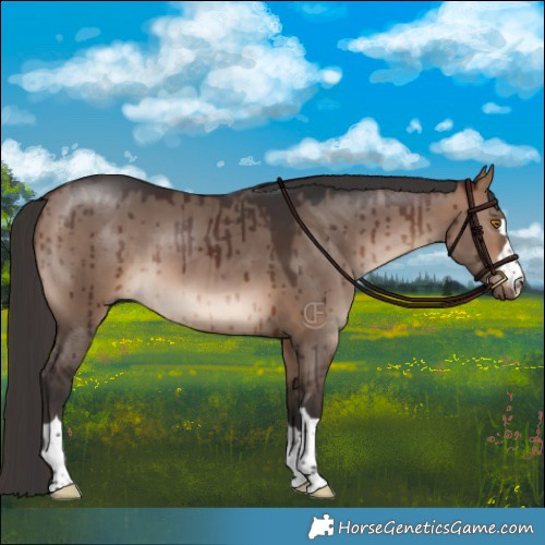 Horse Color:Brown Dun Brindle 