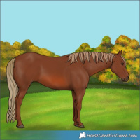 Horse Color:Chestnut 