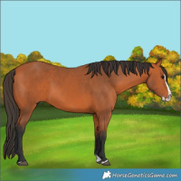 Horse Color:Bay Splash 