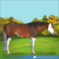 Horse Color:Bay Splash 