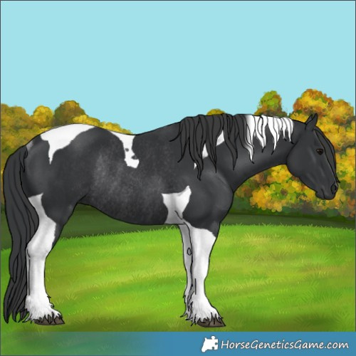 Horse Color:Black Tobiano Rabicano 