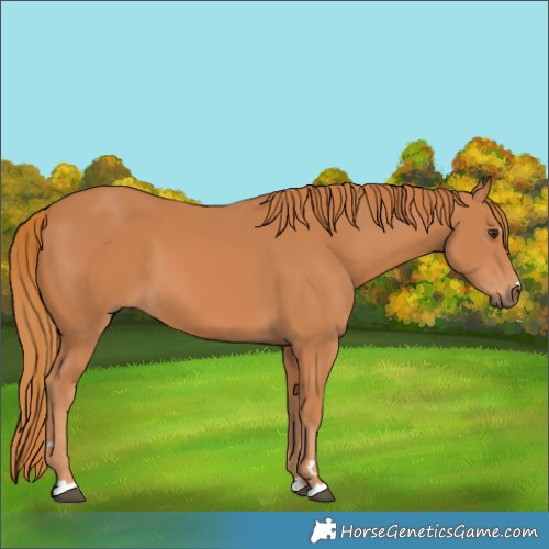 Horse Color:Chestnut 