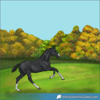 Horse Color:Black 