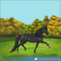 Horse Color:Black 