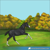 Horse Color:Black 