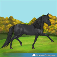 Horse Color:Black 