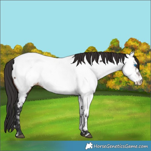Horse Color:Brown Frame Appaloosa