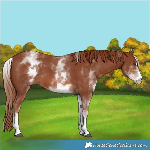 Horse Color:White Spotted Chestnut Sabino