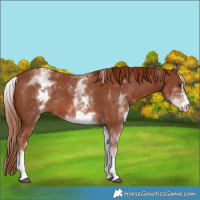Horse Color:White Spotted Chestnut Sabino 