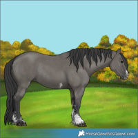 Horse Color:Grullo Sabino Rabicano 