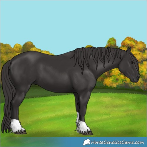 Horse Color:Smoky Black Tobiano