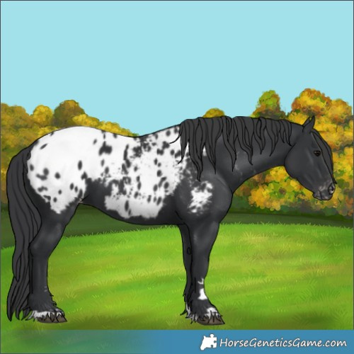 Horse Color:Black Appaloosa 