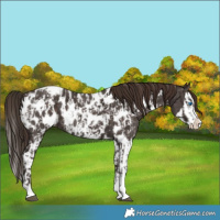 Horse Color:Liver Chestnut Sabino Splash Appaloosa  and Liver Chestnut Sabino Splash Appaloosa 