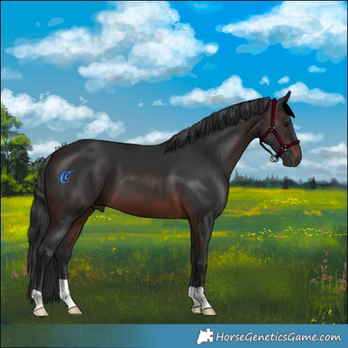 Horse Color:Brown 