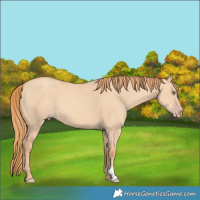 Horse Color:Gold Champagne Dun 