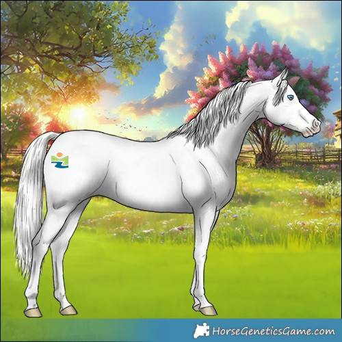 Horse Color:Cremello Roan Appaloosa Rabicano 