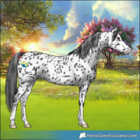 Horse Color:Black Appaloosa Rabicano 