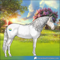Horse Color:White Spotted Cremello Appaloosa 