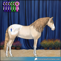 Horse Color:Smoky Black Pearl Appaloosa Rabicano