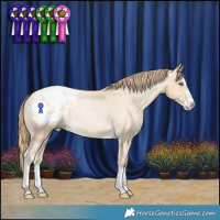 Horse Color:Smoky Black Pearl Appaloosa Rabicano