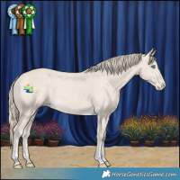 Horse Color:Smoky Creme Appaloosa Rabicano 
