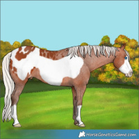 Horse Color:Silver Bay Frame Appaloosa 