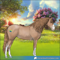 Horse Color:Black Pearl Appaloosa 