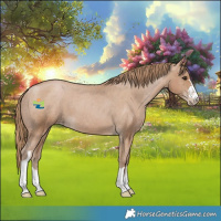 Horse Color:Black Pearl Appaloosa 
