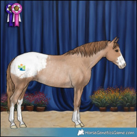 Horse Color:Black Pearl Snowcap Rabicano 