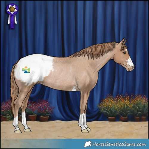 Horse Color:Black Pearl Appaloosa Rabicano 