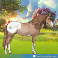 Horse Color:Black Pearl Appaloosa Rabicano 