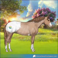 Horse Color:Black Pearl Appaloosa Rabicano 