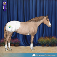 Horse Color:Black Pearl Snowcap Rabicano 