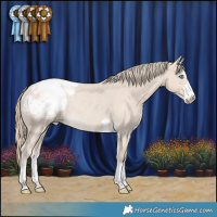 Horse Color:Smoky Creme Snowcap Rabicano 