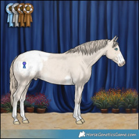Horse Color:Smoky Creme Appaloosa Rabicano
