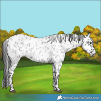 Horse Color:Blue Roan Appaloosa Rabicano 