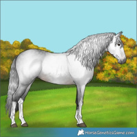 Horse Color:Gray White Spotted Brown 
