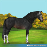 Horse Color:Gray White Spotted Brown 