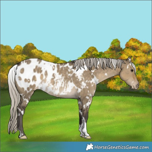 Horse Color:White Spotted Silver Smoky Grullo Appaloosa Rabicano