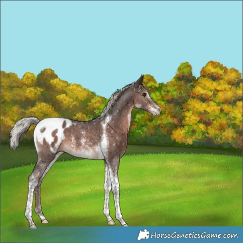 Horse Color:Silver Brown Sabino Tobiano Appaloosa 