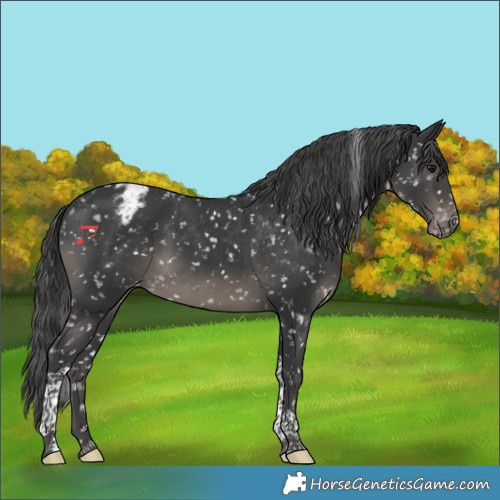 Horse Color:Black Tobiano Appaloosa 