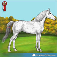 Horse Color:Black Tobiano Appaloosa 