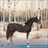 Horse Color:Liver Chestnut Tobiano