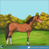 Horse Color:Bay Tobiano 