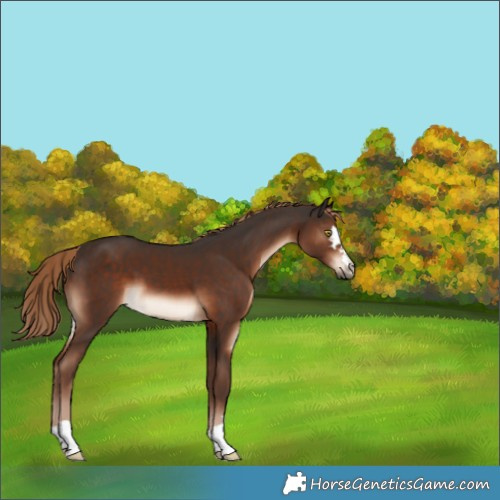 Horse Color:Liver Chestnut 