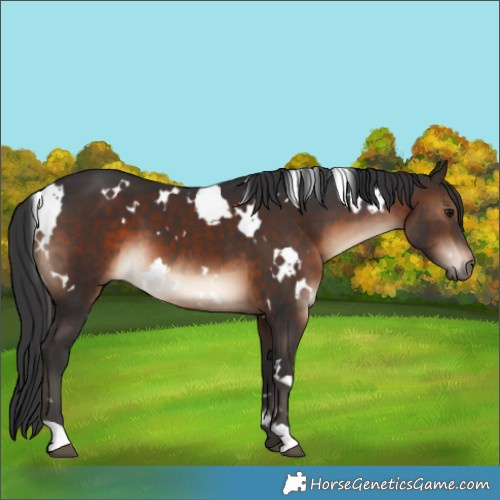 Horse Color:White Spotted Brown